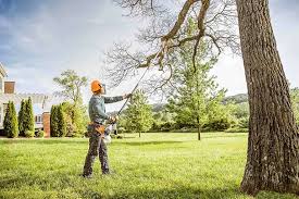 Best Commercial Tree Removal  in Doa Ana, NM