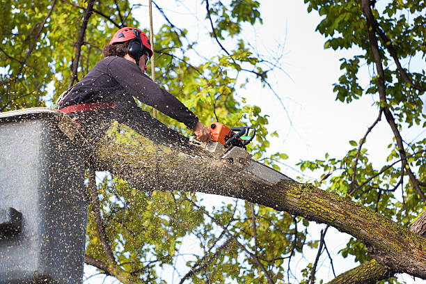 Reliable Doa Ana, NM Tree Removal Services Solutions